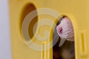 Funny young white and gray tame curious mouse hamster baby with shiny eyes looking from bright yellow cage window. Keeping pet