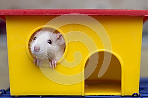 Funny young white and gray tame curious mouse hamster baby with shiny eyes looking from bright yellow cage window. Keeping pet