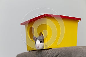 Funny young white and gray tame curious mouse hamster baby with shiny eyes looking from bright yellow cage window. Keeping pet