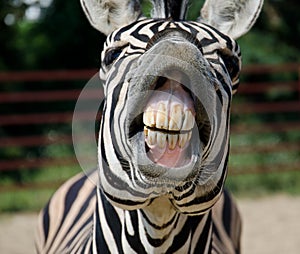 Funny zebra