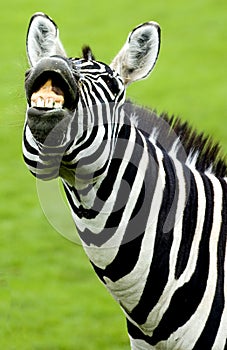 Funny zebra