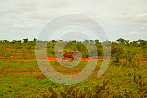 Funny zebra covered in red sand in Tsavo National Park.