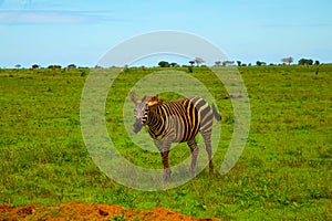 Funny zebra covered in red sand in Tsavo National Park.