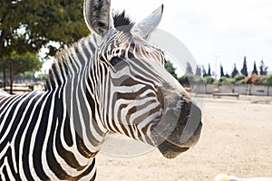 Funny zebra face is looking at you asking for food in safari Ramat Gan, Israel. Wild life, happy animal