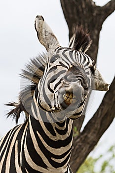 Funny zebra head portrait close-up looking crazy