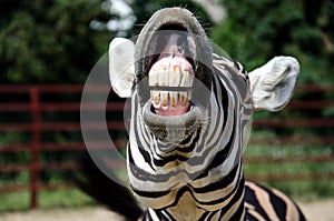 Funny zebra