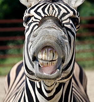 Funny zebra