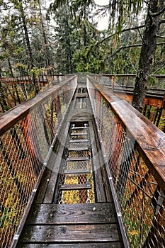 Funpark path in the trees with ladder and metal fencing