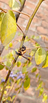 Funtime of a honeybee in sunlight. photo