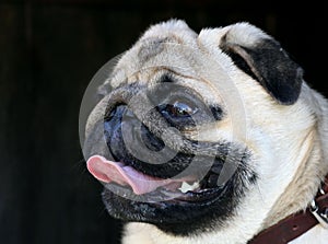 Funy smiling white pug dog