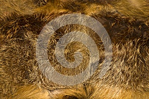 Fur background. The texture of the fur of the red steppe fox.