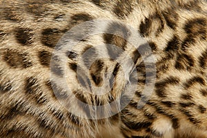 Fur Bengal cat