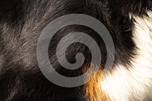 fur of a black dog in the sunlight close up, dog hair as a background