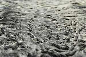 The fur is black karakul lambskin texture, background