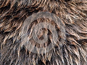 Fur brown bear - close-up
