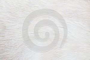 Fur cat light gray or white texture abstract for background , Natural animal patterns skin