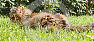 Fur cat lying on the grass green. Siberian purebred female