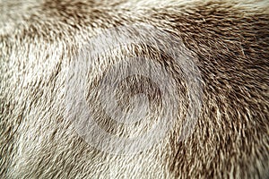 The fur of a cat is shown in a close up