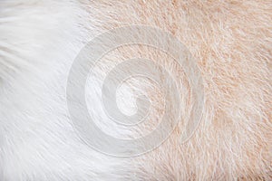 Fur cat texture white and brown  patterns abstract for nature animal background