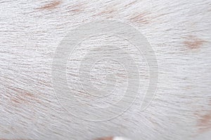 Fur cat white with brown dot texture close up background , Natural animal line seamless patterns skin