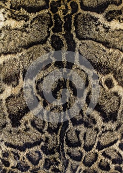 Fur of a clouded leopard