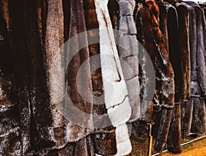 Fur coats on hangers. Fur store. fur coats in a