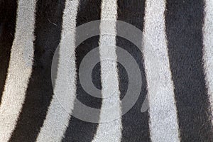 Fur detail of a zebra