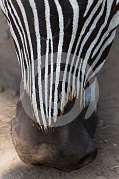 Fur detail of a zebra