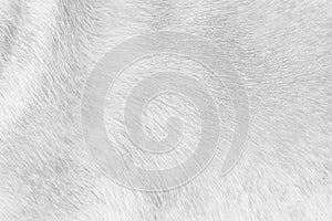 Fur dog background white grey line texture with short smoot patterns photo