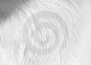 Fur dog white and black texture patterns natural background