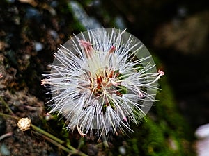 when the fur of dried grass flower that would be fly away