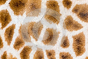 The fur of a giraffe in close-up