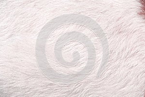 Fur goat  texture abstract white with brown background