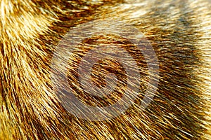 Fur hair texture of striped dog