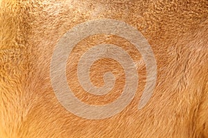 Fur horse with soft smooth texture light brown background