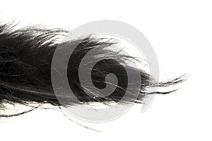 Fur isolated on white background