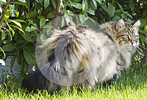 Fur kitten outdoor, brown tabby male of siberian breed