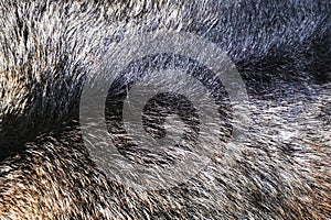 fur natural texture