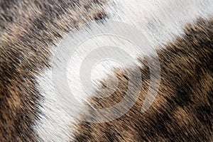 Fur pattern photo