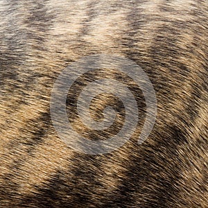 Fur pattern