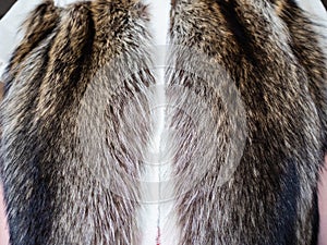 Fur pelts sewn on the textile layout close up