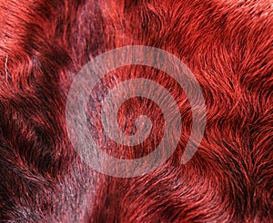 The fur is red karakul lambskin texture, background