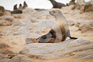 Fur seal