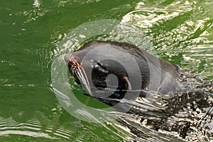 Fur-seal