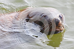 Fur Seal