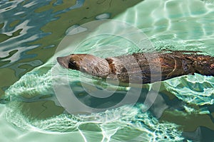 Fur Seal