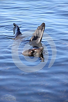 Fur Seal, Arctocephalus forsteri, carried out in water stunt, South Island New Zealand