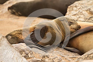 Fur seal baby