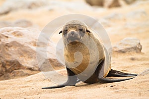 Fur seal baby