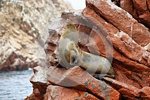 Fur seal in Ballestas islands, Peru